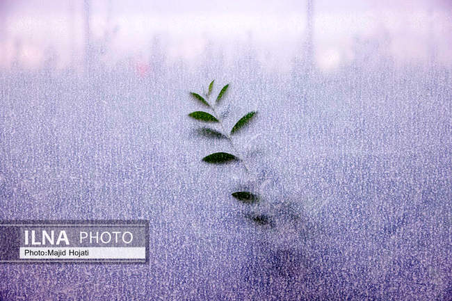 اشتغال زنان سرپرست خانواردر باغ زیتون حاجیکلاته