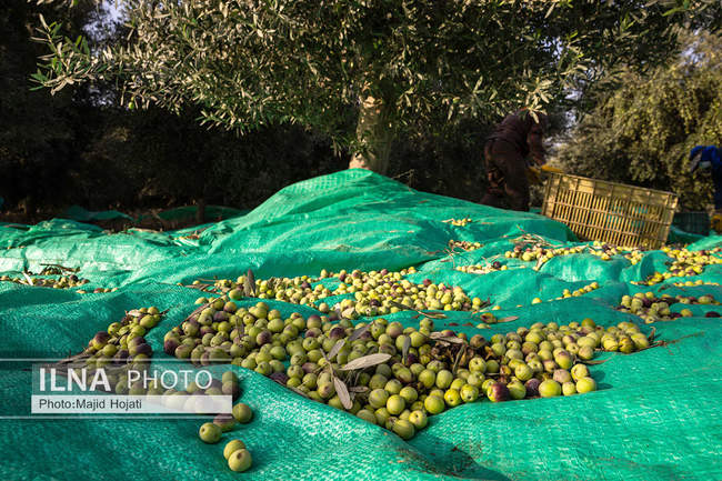 اشتغال زنان سرپرست خانواردر باغ زیتون حاجیکلاته