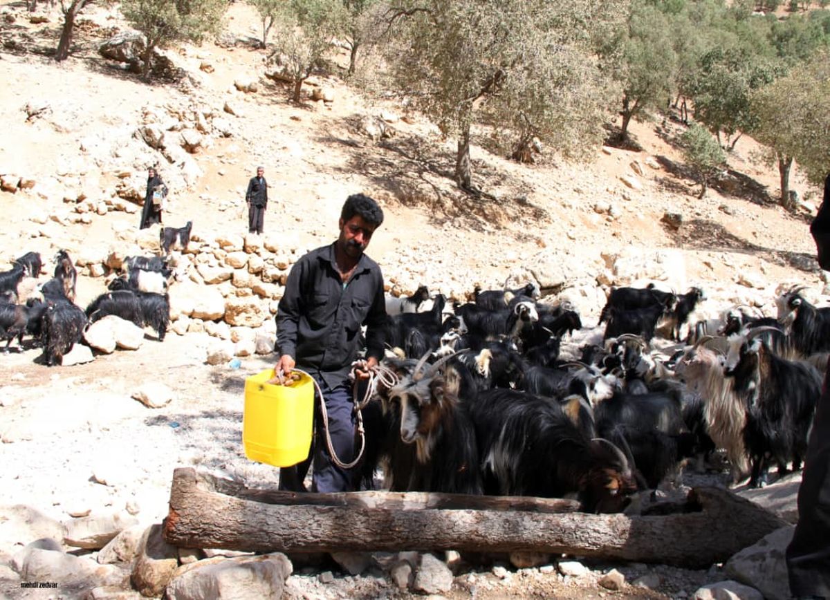 بیداد فقر در روستا‌های شمالی خوزستان/"رازیانه دان" نماد فقر مطلق روستایی + فیلم