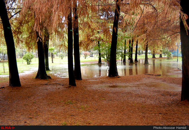 بارش باران در رشت