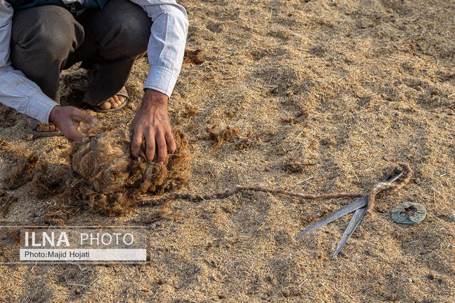 مزرعه دامپروری چپرقویمه، در مسیر محرومیت زدایی