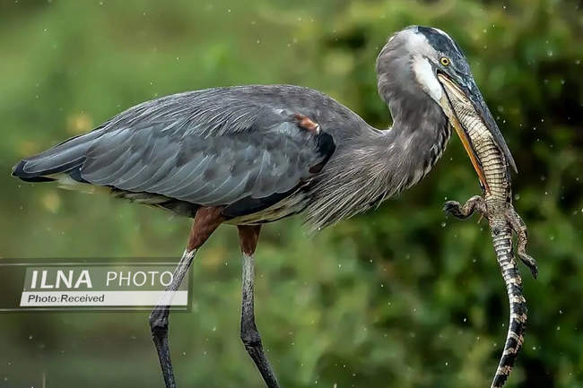 تصاویری از یک حواصیل در حال وارد کردن آخرین ضربات به یک بچه‌ تمساح