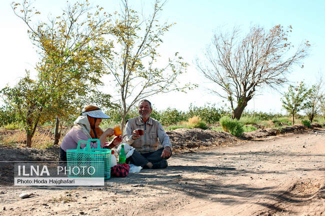 برداشت پسته از باغات نیشابور