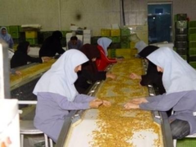 بارش زودهنگام، علت توقف صادرات انگور ملکان به روسیه بود