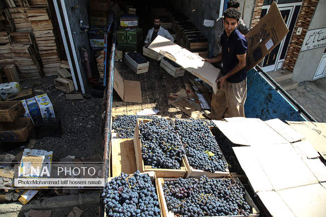 برداشت  انگور سیاه در کردستان 