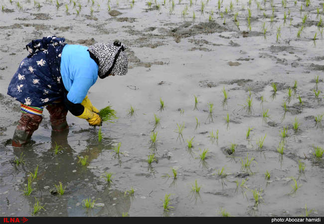 نشاء (کشت برنج) در گیلان