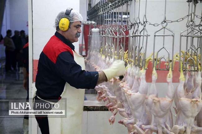 بازدید خبرنگاران از کشتارگاه مرغ آبیدر سنندج 