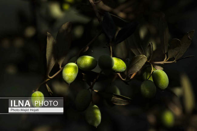 اشتغال زنان سرپرست خانواردر باغ زیتون حاجیکلاته