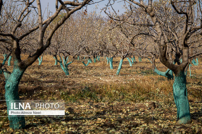 باغستان سنتی؛ میراث کهن مردم قزوین 
