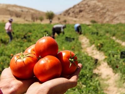 پیش‌بینی برداشت بیش از 588 هزار تن گوجه‌فرنگی از مزارع قزوین