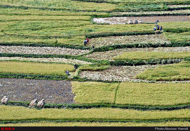آخرین برداشت خوشه های طلایی برنج در "روستای پارودبار"رودبار گیلان