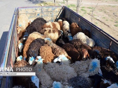 توقیف تریلر حامل ۲۴۰ راس گوسفند قاچاق در رومشکان