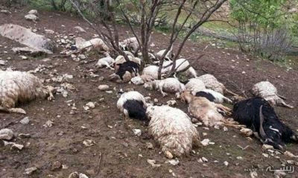 25 راس گوسفند در ثلاث‌باباجانی ناپدید شد