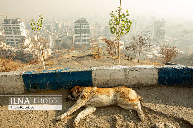 نفسم گرفت از این شهر