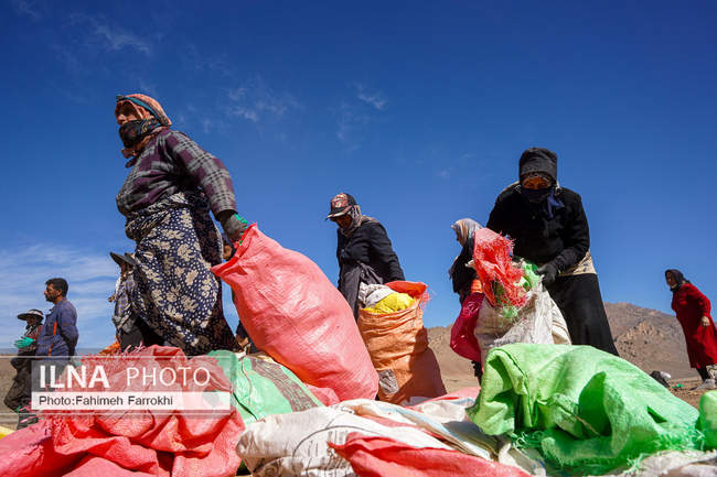 اشتغالزایی در مزارع کشاورزی سیب زمینی فیروزکوه