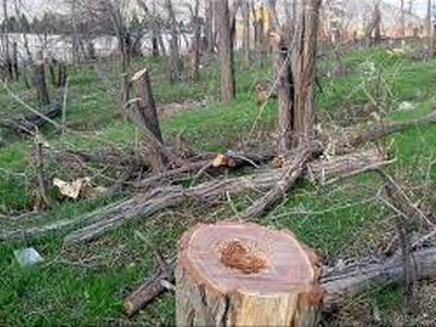 درختان تهران همچنان به بهانه توسعه قطع می‌شوند
