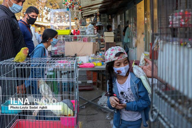 کرونا مرغ بدآهنگ بازار پرندگان