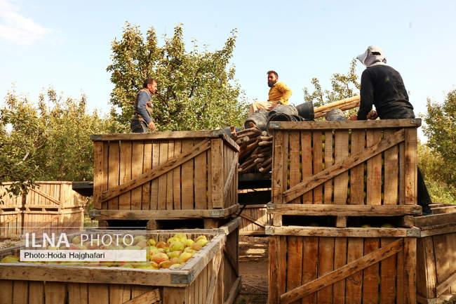 برداشت گلابی از باغات چناران