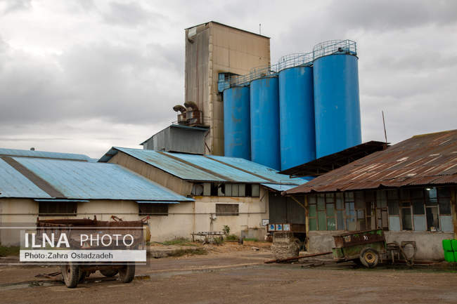 دشت ناز بزرگترین واحد کشت و صنعت مدرن در شمال کشور 