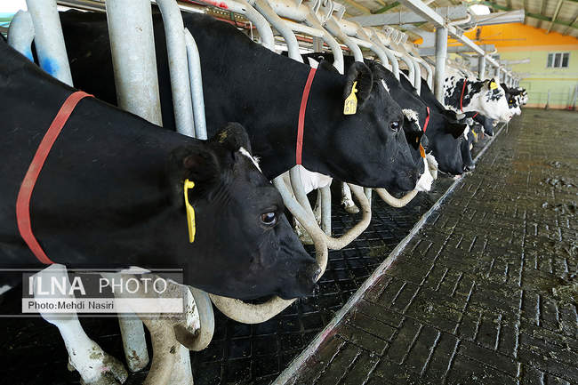 امنیت غذایی کشور از طریق دام و طیور