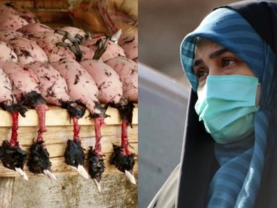 تعطیلی بازار پرنده‌فروشی فریدونکنار موفقیتی برای دوستداران محیط زیست/ جلوگیری از فروش غیرمجاز پرندگان مهاجر توسط دستگاه‌های ذی‌ربط