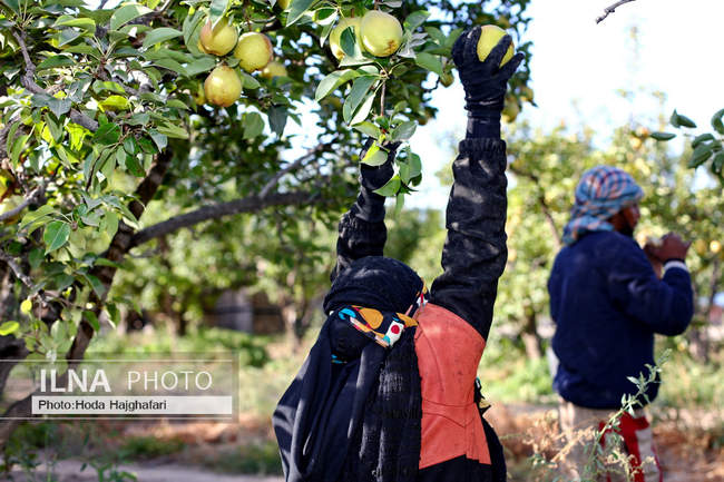 برداشت گلابی از باغات چناران
