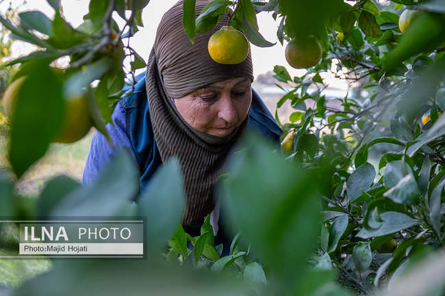 برداشت نارنگی از باغات هاشم‌آباد گرگان