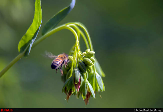 روستای خفر پادنا، پایتخت گیاهان دارویی ایران