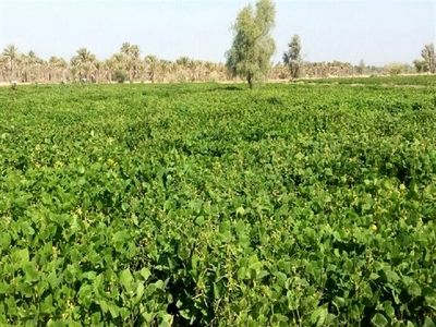 حاصلخیزی خاک در حمیدیه با کشت ماش