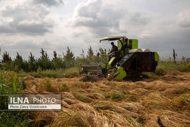 دشت ناز بزرگترین واحد کشت و صنعت مدرن در شمال کشور 