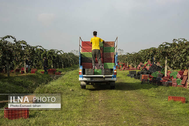 کار و امید، قصه زنان باغ کیوی