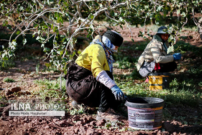 برداشت پسته از باغات نیشابور