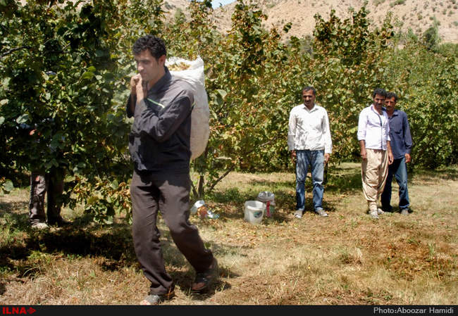 برداشت فندق در رودبار گیلان