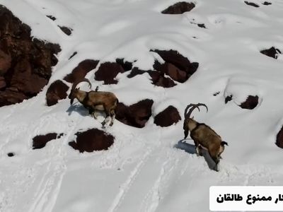 پرسه‌زنی بزهای کوهی در ارتفاعات برفی طالقان + فیلم