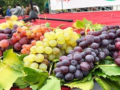 جشنواره انگور «کندوله» برگزار می‌شود