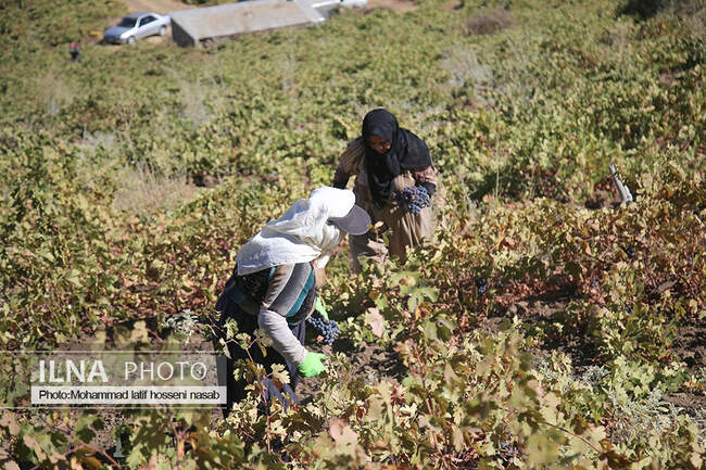 برداشت انور طلای سیاه در کردستان روستای پایگلان 