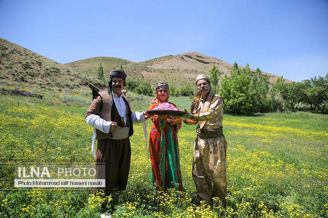 دومین جشنواره گلاب گیری روستای امروله سنندج