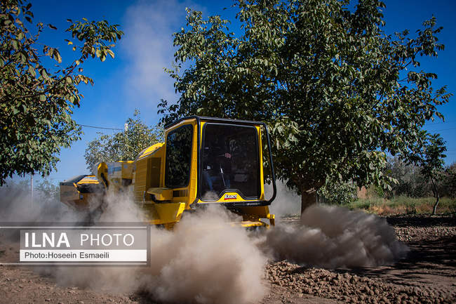 برداشت گردو اصلاح شده با دستگاه مکانیزه 