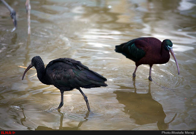 باغ پرندگان اصفهان