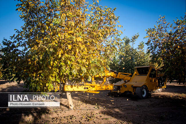 برداشت گردو اصلاح شده با دستگاه مکانیزه 