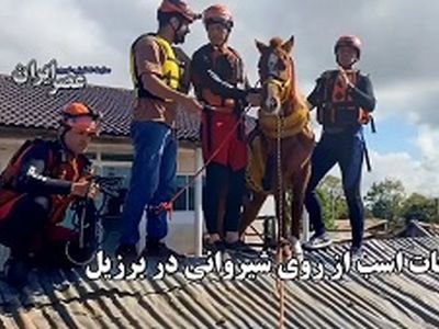 لحظه نجات یک اسب از غیرمنتظره‌ترین جای ممکن + فیلم