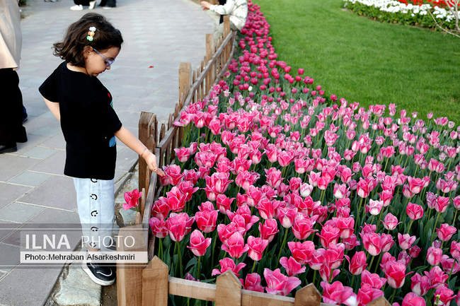 یازدهمین جشنواره لاله های کرج