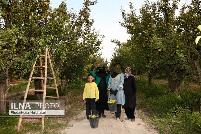 برداشت گلابی از باغات چناران