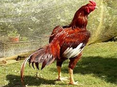 نبرد شجاعانه خروس لاری با گراز+فیلم