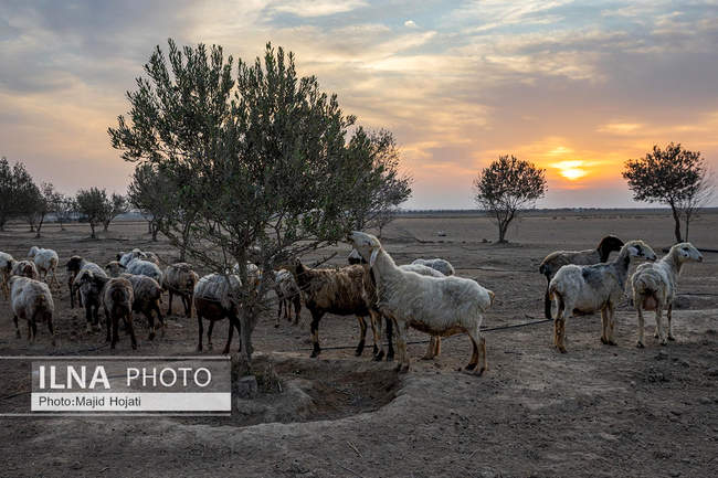 مزرعه دامپروری چپرقویمه، در مسیر محرومیت زدایی