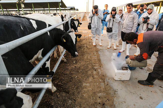 امنیت غذایی کشور از طریق دام و طیور