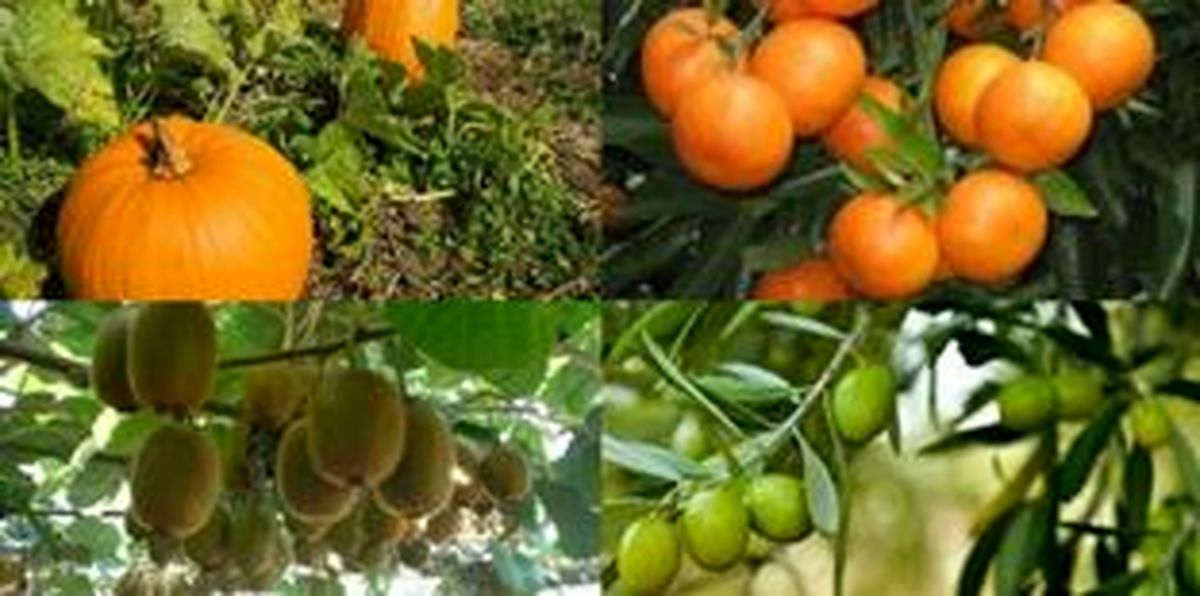 تولید 10 محصول کشاورزی گواهی شده در گیلان 