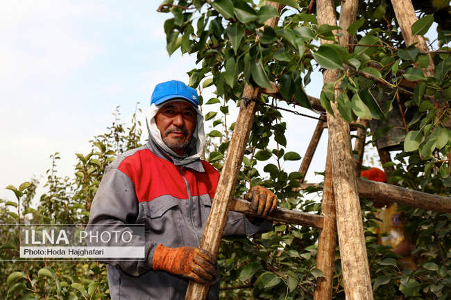 برداشت گلابی از باغات چناران