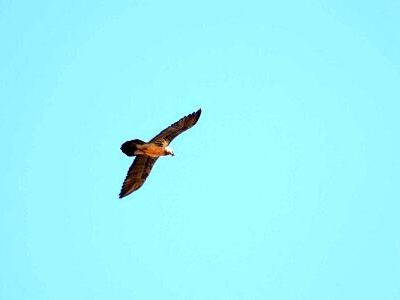 مشاهده «هما» بر فراز بوزین و مره‌خیل