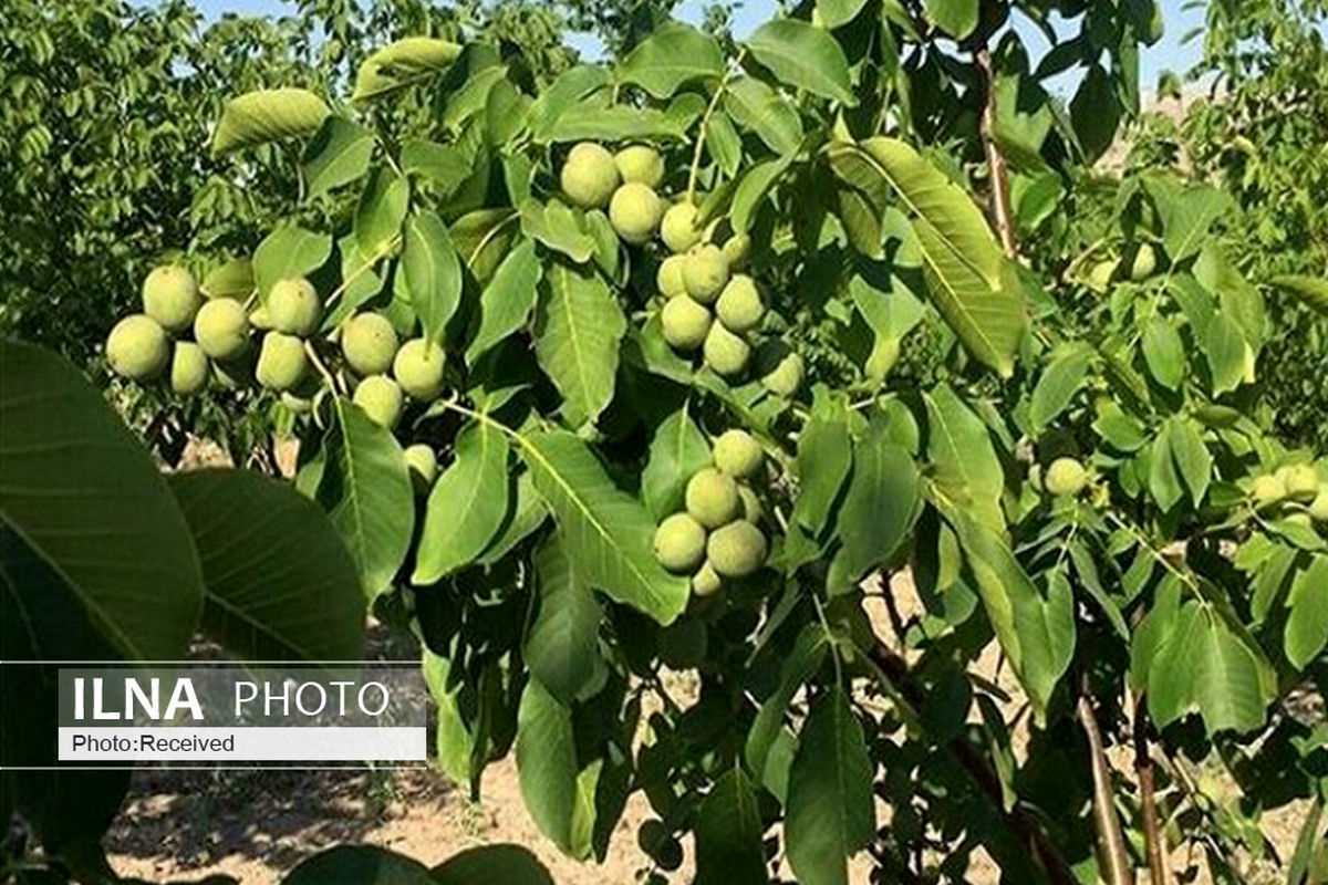 احداث ۵۰ هکتار باغ مدرن گردو در قزوین